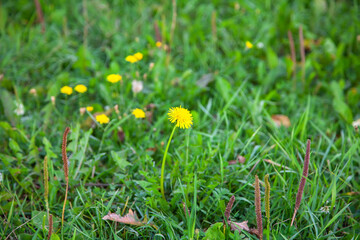 Yellow meadow dandelion flowers