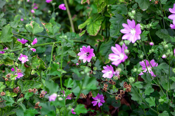 Pink mallow flowers