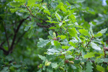Ripe acorns on oak branch