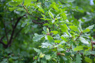 Fototapeta na wymiar Ripe acorns on oak branch