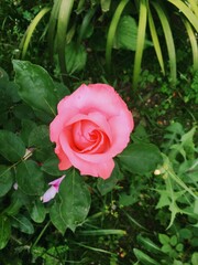 pink rose in garden