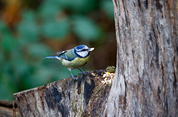 Blue tits looking for food in a woodland setting