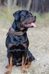 Full-length portrait of a Rottweiler dog. Adult male sitting in