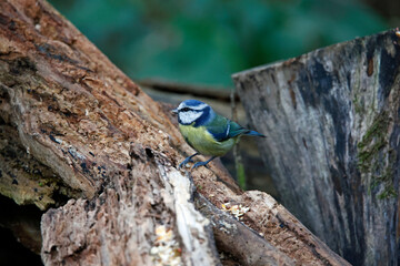 Blue tits looking for food in a woodland setting