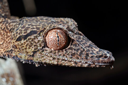 Henkel's leaf-tailed gecko // Henkels Blattschwanzgecko (Uroplatus henkeli)
