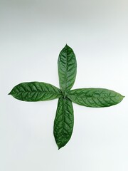 green leaves on white background