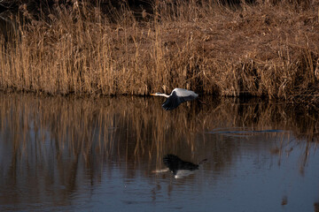 Gray heron Lagoon park in Italy