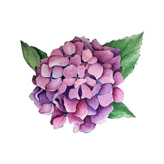 Pink hydrangea watercolor isolated for design
