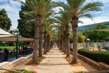 Street with tropical palm trees. Date fruit palms plantation. Israel, Rishon Lezion