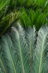 Palm tree leaf texture background. Green leaves. 
