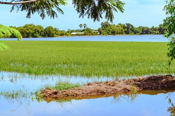 A flooded rice field in Suphan Buri province, Thailand, on a sky day and clear weather