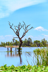A flooded rice field in Suphan Buri province, Thailand, on a sky day and clear weather