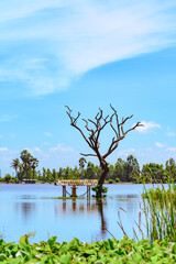 A flooded rice field in Suphan Buri province, Thailand, on a sky day and clear weather