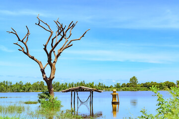 A flooded rice field in Suphan Buri province, Thailand, on a sky day and clear weather
