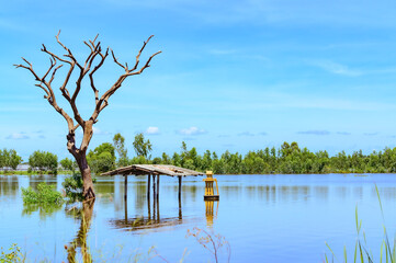 A flooded rice field in Suphan Buri province, Thailand, on a sky day and clear weather