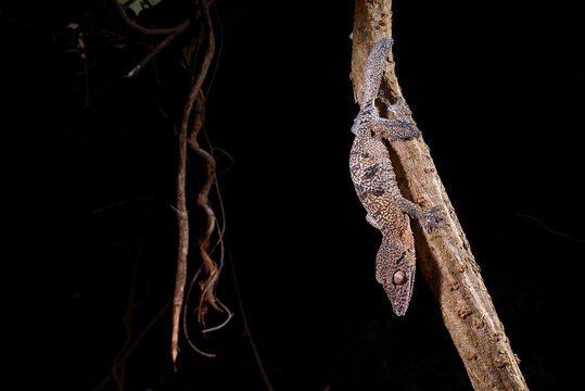 Henkel's leaf-tailed gecko // Henkels Blattschwanzgecko (Uroplatus henkeli)