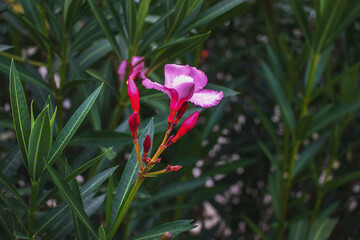 Pink flowers of blooming Oleander (Latin Nerium) on a blurred background of green foliage on a sunny day. Nature.