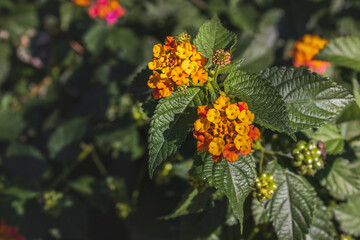 Lantana blooms on an autumn sunny day. Blooming Lanthanum (Lat. Lanthanum) plants with beautiful multicolored spherical inflorescences that change their color during the flowering period.