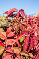 Wild grapes, red leaves close up