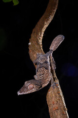 Henkel's leaf-tailed gecko // Henkels Blattschwanzgecko (Uroplatus henkeli)