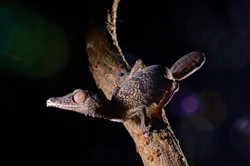 Henkels Blattschwanzgecko // Henkel's leaf-tailed gecko (Uroplatus henkeli)