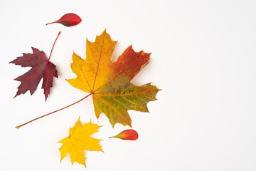 Autumn leaves arrangement on white background. Fallen concept. Flat lay, top view