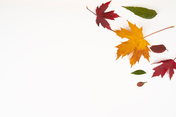 colorful autumn leaves. flat lay. space for text. white background. minimalist style