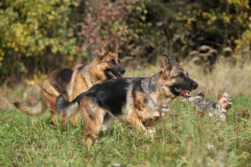Amazing couple of German shepherd in autumn