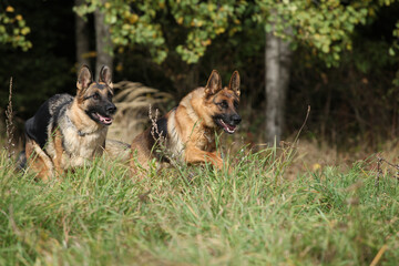 Amazing couple of German shepherd in autumn