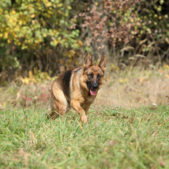 Nice German Shepherd in autumn