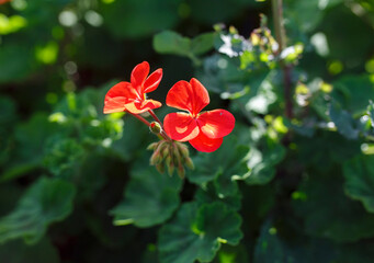 Fototapeta premium Orange Geranium against dark green background in Adelaide, South Australia during spring-time 