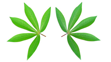 Five-pointed leaves isolated on pink background For design work or other illustrations (With Clipping Path)