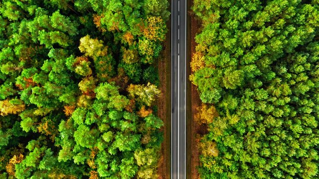 Flying above black road and autumn forest in Poland