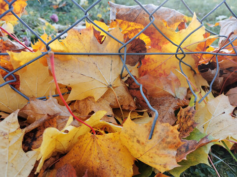 Herbstlaub sammelt sich im Zaun nach einem Sturm