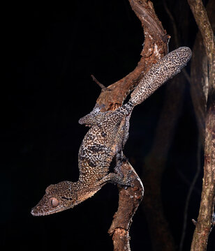 Henkels Blattschwanzgecko // Henkel's leaf-tailed gecko (Uroplatus henkeli)