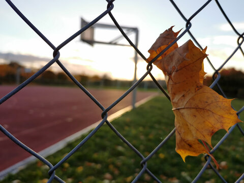 Laubblatt h&auml;ngt im Zaun des Sportfelds