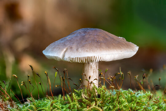 Side view of a single Tricholoma in the moss