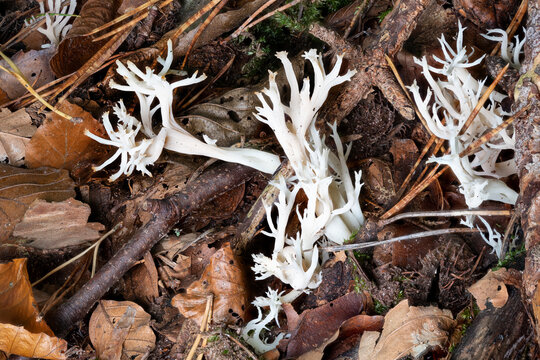 Crested coral , Clavulina cristata mushroom between leaves on the forest floor