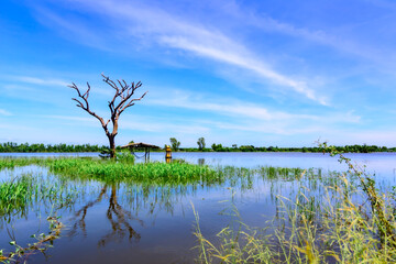 A flooded rice field in Suphan Buri province, Thailand, on a sky day and clear weather