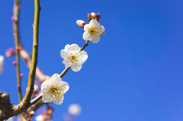 満開になった白梅の花のクローズアップ	