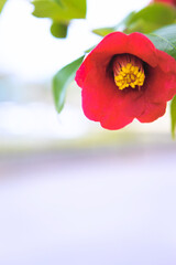 一輪の紅椿の花をクローズアップ	