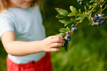 Little preschool girl picking fresh berries on blueberry field. Toddler child pick blue berry on...