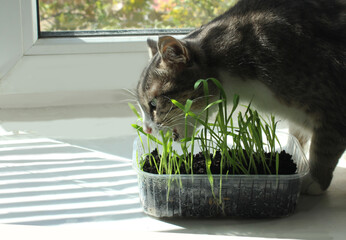 The cat on the windowsill is eating sprouted oats. Lack of vitamins for cats, pet nutrition, getting rid of hair, vegetable food for a cat