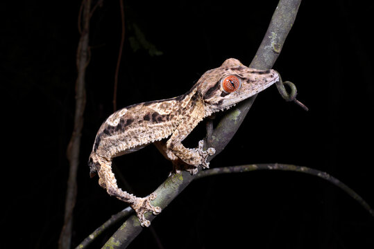 Henkels Blattschwanzgecko // Henkel's leaf-tailed gecko (Uroplatus henkeli)