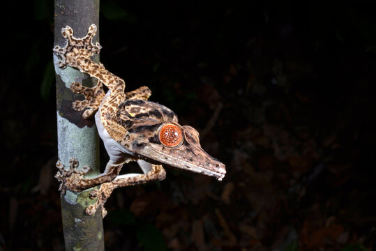 Henkels Blattschwanzgecko // Henkel's leaf-tailed gecko (Uroplatus henkeli)