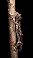 Henkel's leaf-tailed gecko // Henkels Blattschwanzgecko (Uroplatus henkeli)