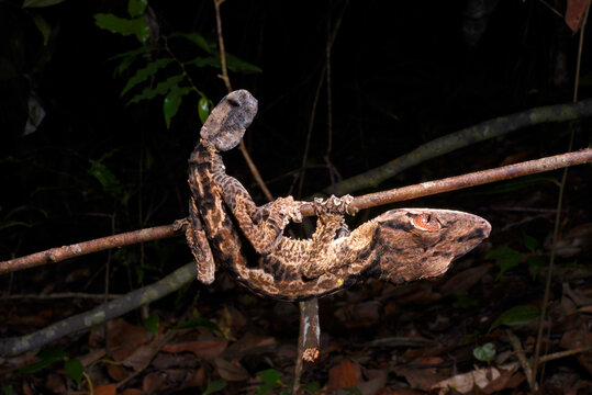 Henkel's leaf-tailed gecko // Henkels Blattschwanzgecko (Uroplatus henkeli)