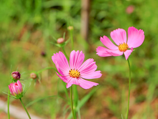 Fototapeta premium Pink cosmos flowers on blurry background a symbol of peace