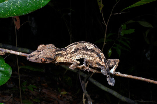 Henkels Blattschwanzgecko // Henkel's leaf-tailed gecko (Uroplatus henkeli)