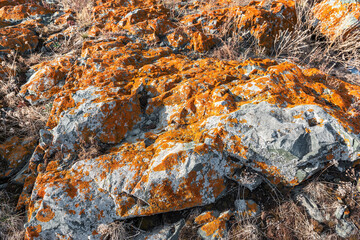 A pattern of orange lichen and gray mold on the stones. Natural background and texture of moss.